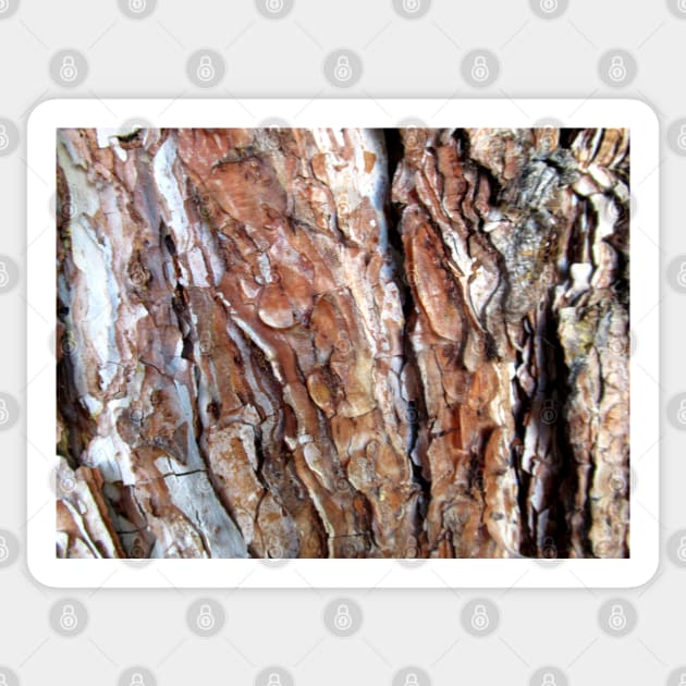 tree bark, tree trunk, tree, trees, nature Sticker by rh_naturestyles